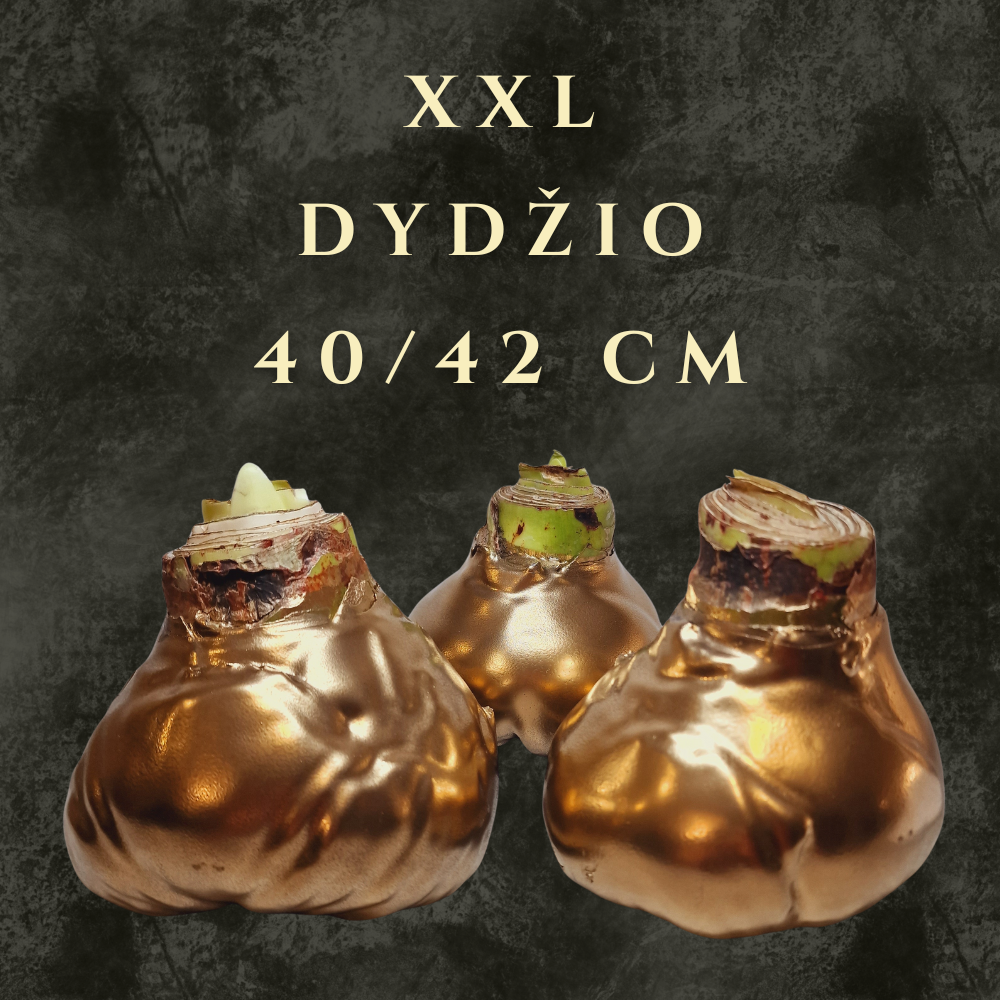 XXL dydžio