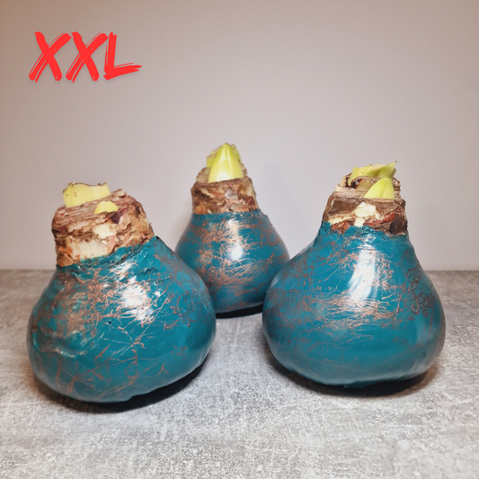 AMARILIS TURKIS + VARIS XXL