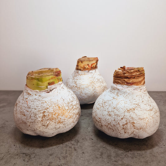 AMARILIS BALTA + AUKSAS