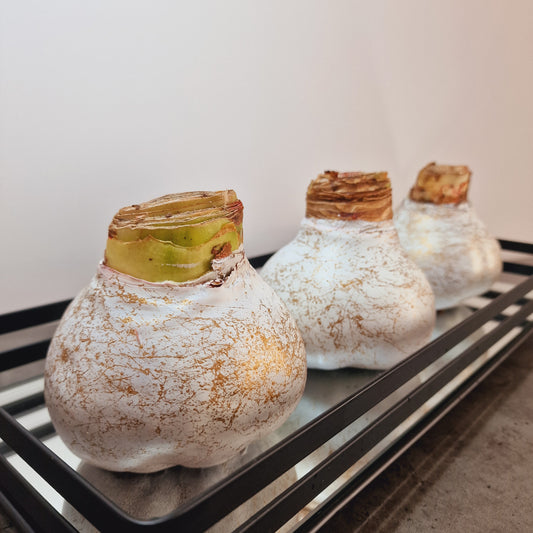 AMARILIS BALTA + AUKSAS