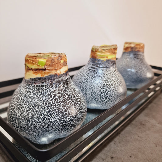 AMARILIS JUODA/BALTA