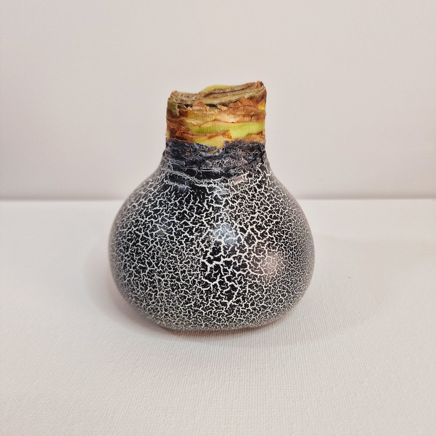 AMARILIS JUODA/BALTA