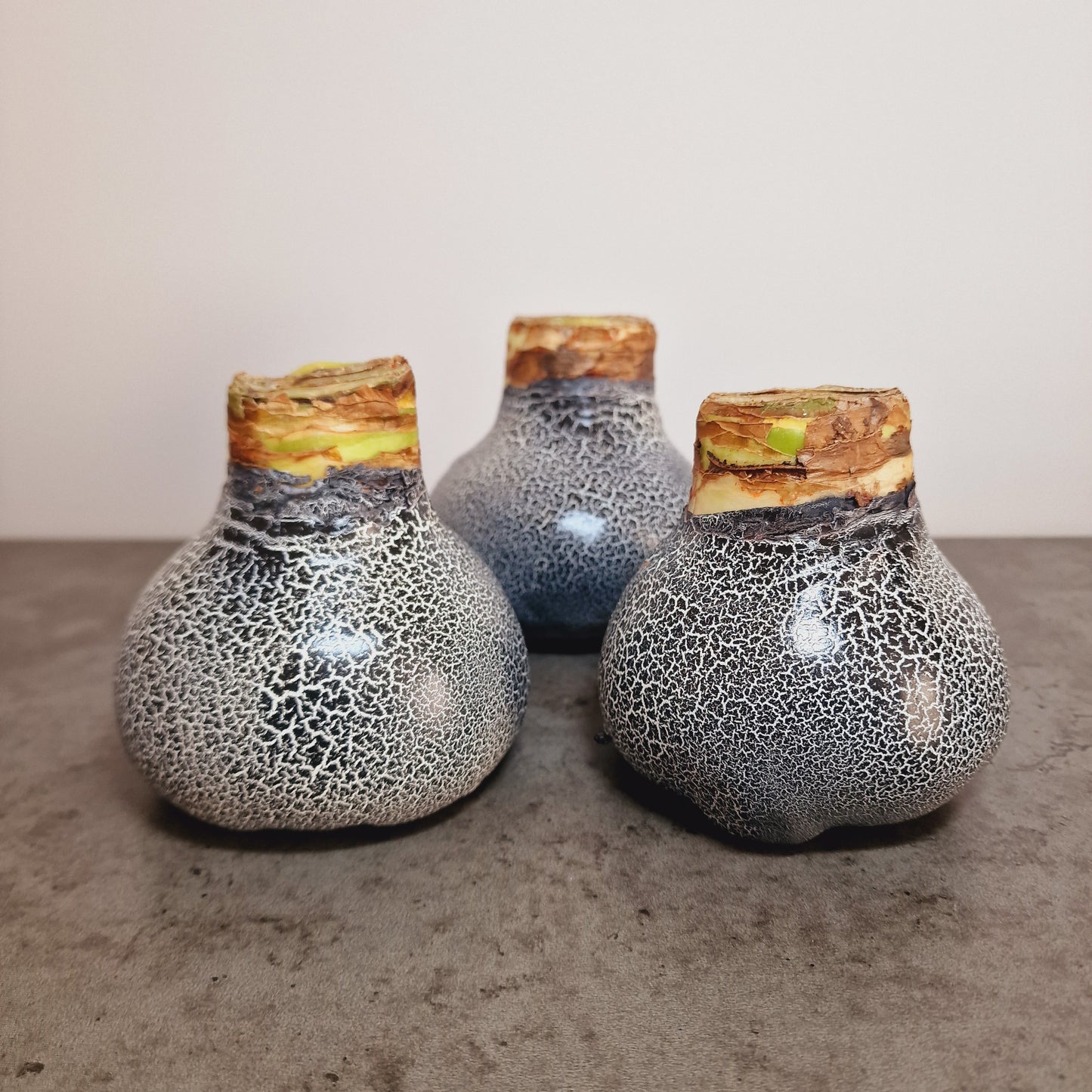 AMARILIS JUODA/BALTA