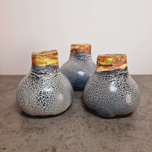 AMARILIS JUODA/BALTA