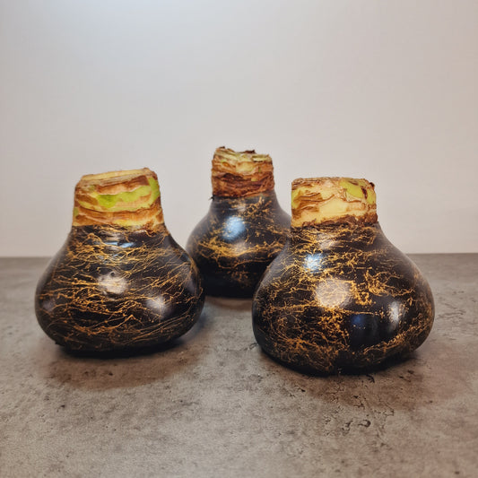 AMARILIS JUODA + AUKSAS