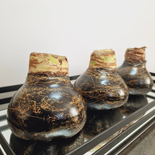 AMARILIS JUODA + AUKSAS