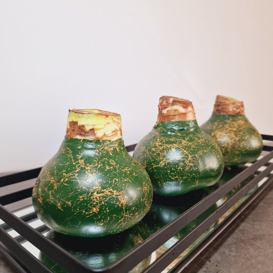 AMARILIS SMARAGDINIS + AUKSAS