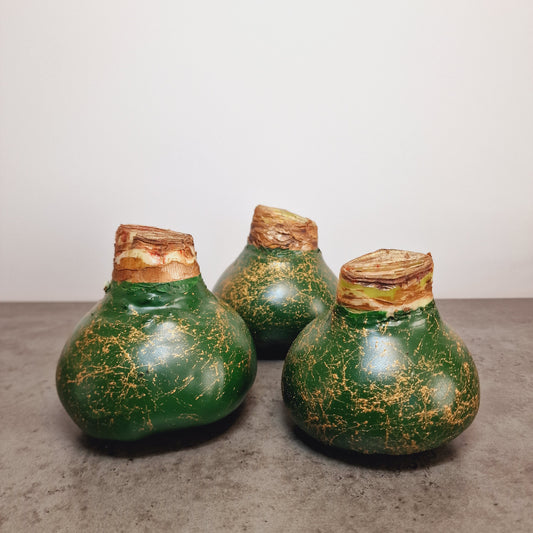 AMARILIS SMARAGDINIS + AUKSAS