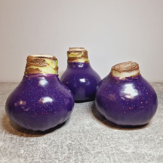 AMARILIS VIOLETINIS + BLIZGUTIS