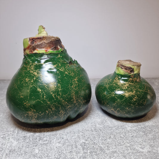 AMARILIS SMARAGDINIS + AUKSAS XXL