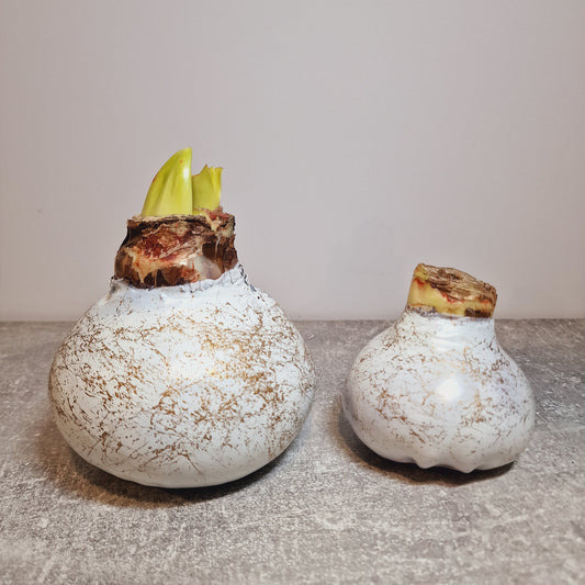 AMARILIS BALTAS + AUKSAS XXL