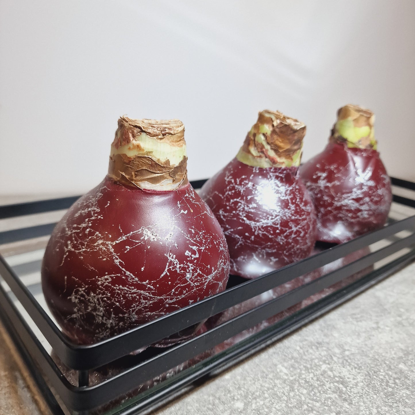AMARILIS BURGUNDY + SIDABRAS