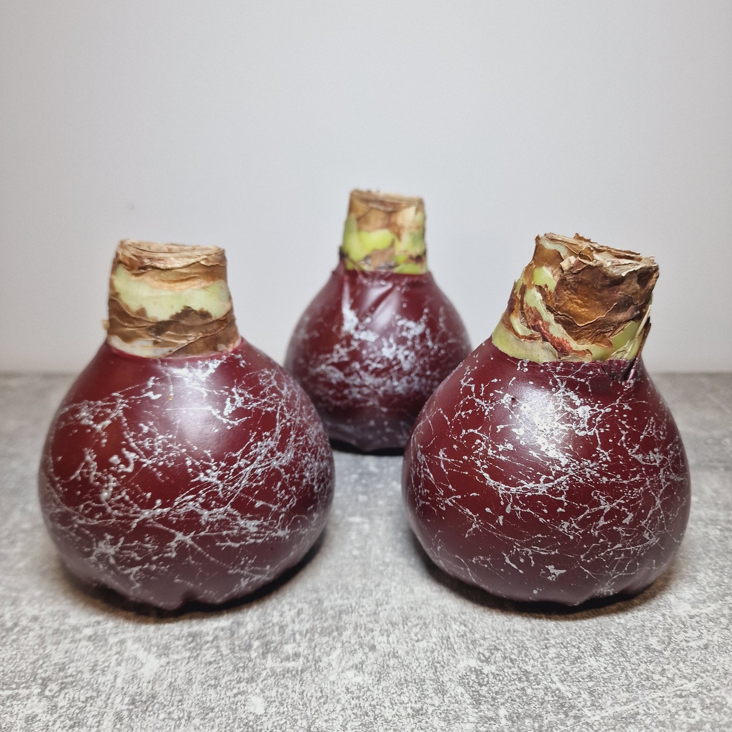 AMARILIS BURGUNDY + SIDABRAS