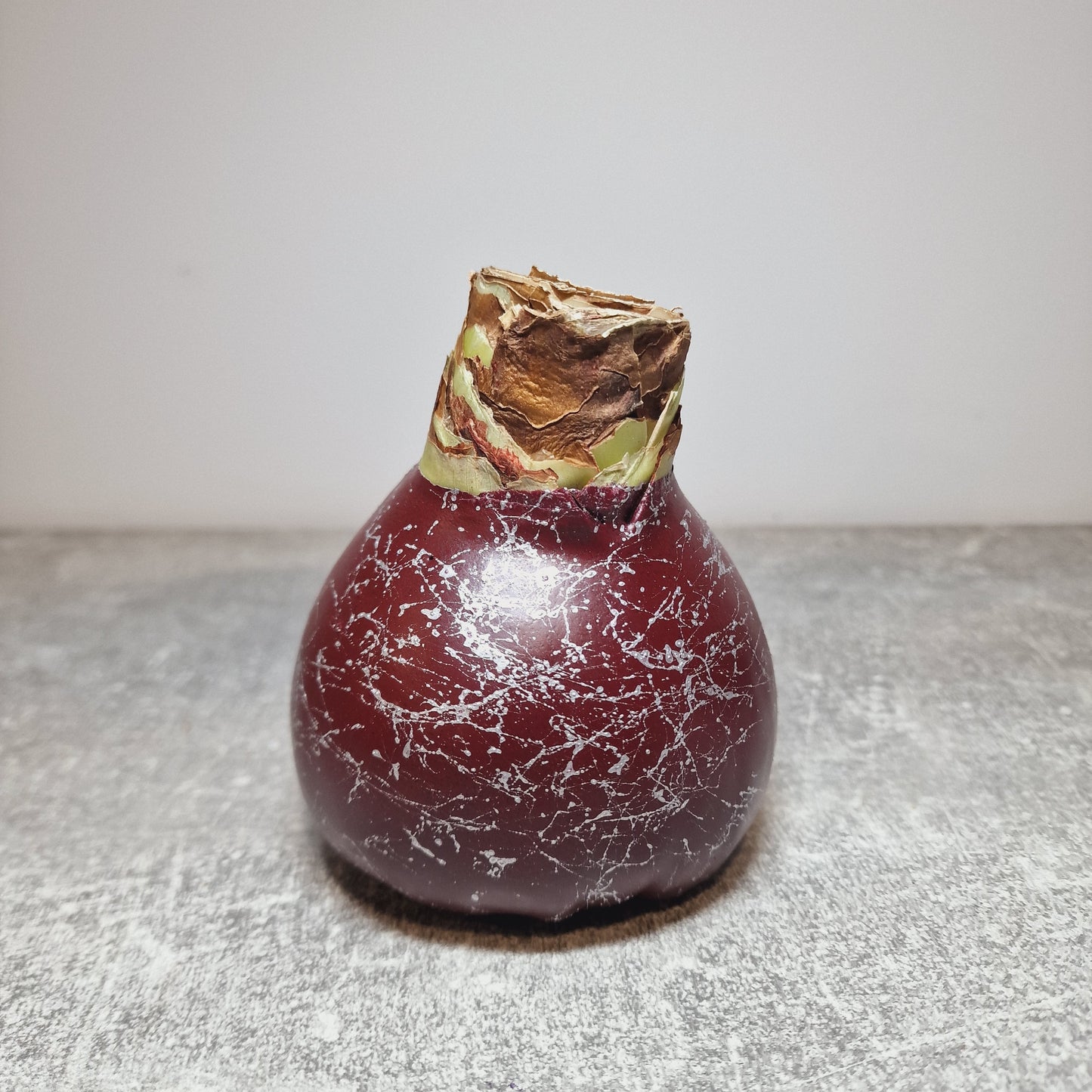 AMARILIS BURGUNDY + SIDABRAS