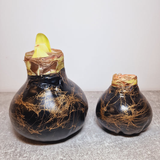 AMARILIS JUODAS + AUKSAS XXL