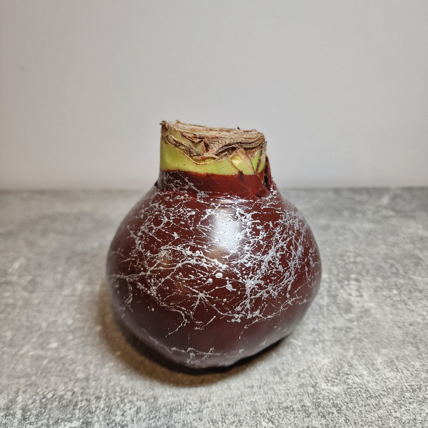 AMARILIS RUDAS + SIDABRAS