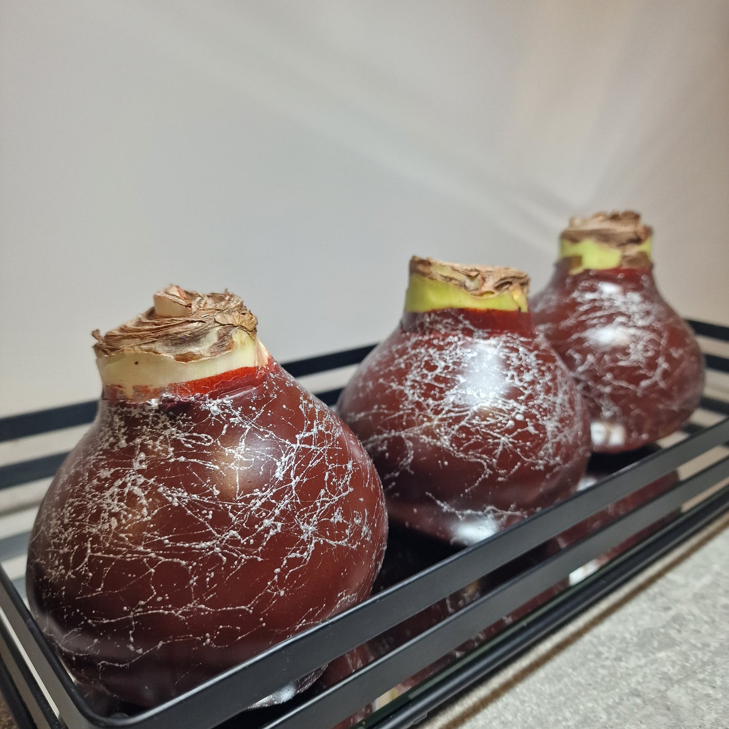 AMARILIS RUDAS + SIDABRAS