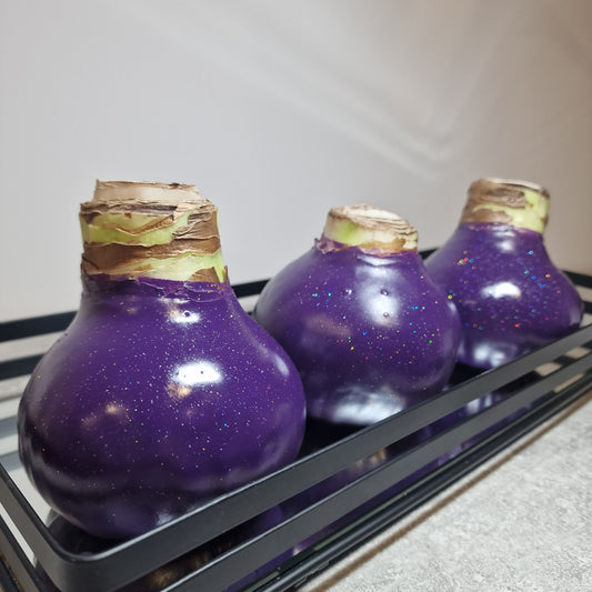 AMARILIS VIOLETINIS + BLIZGUTIS