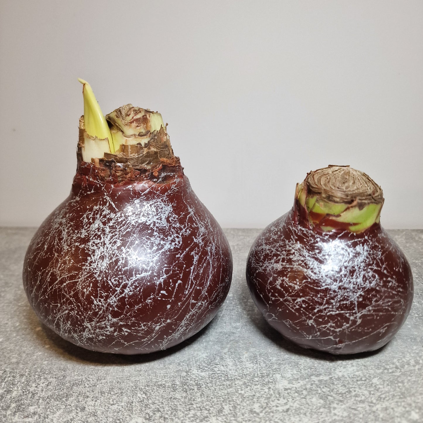 AMARILIS RUDAS + SIDABRAS XXL (Ferrari žiedas)