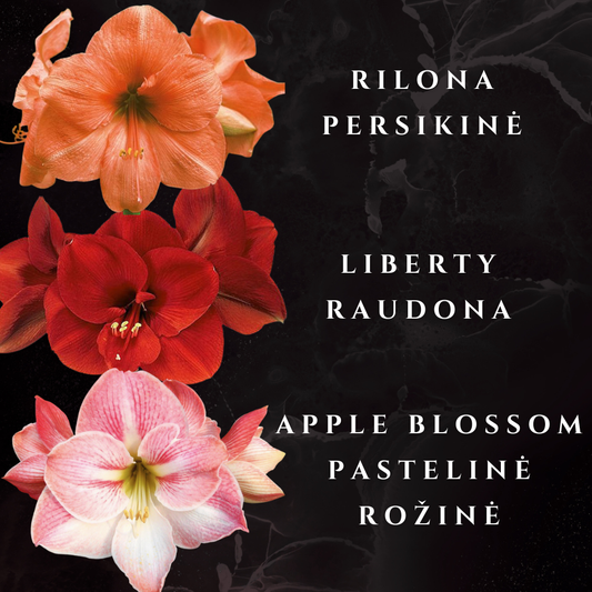 AMARILIS BALTA + JUODA XXL