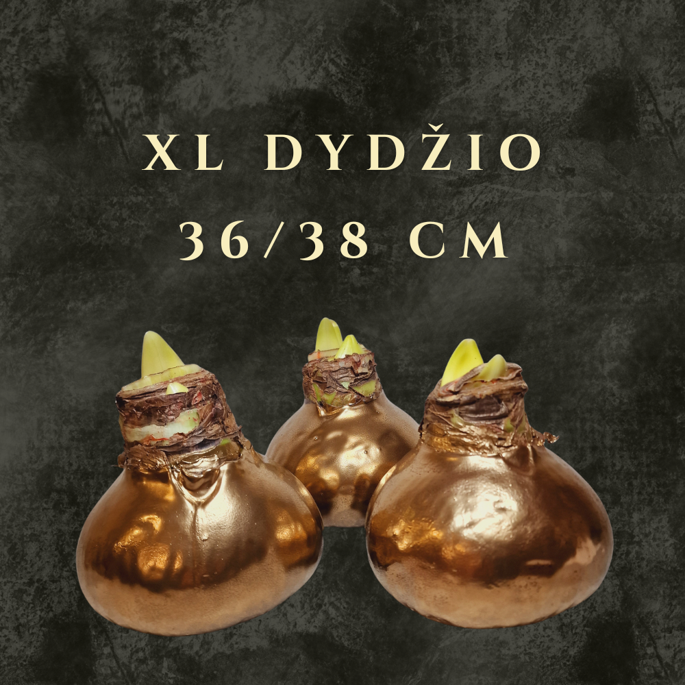 XL Dydžio