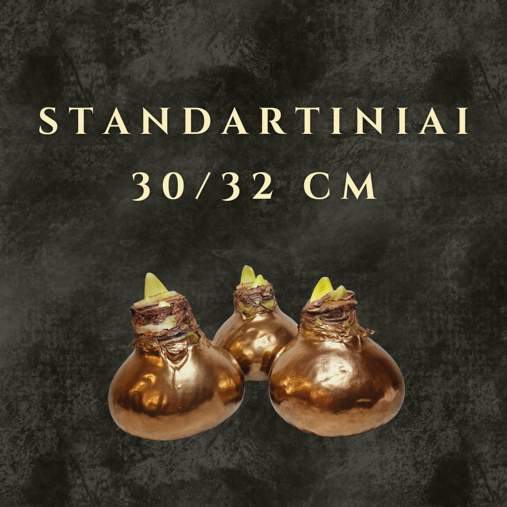 Standartinio dydžio