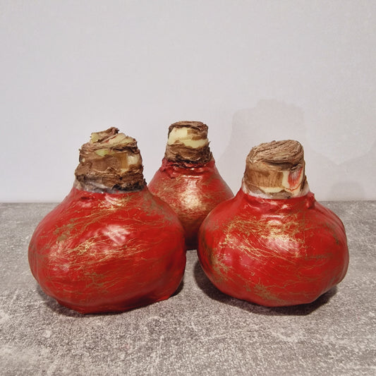 AMARILIS RAUDONA + AUKSAS