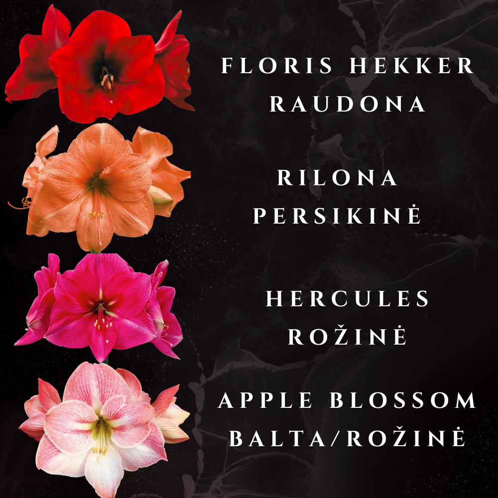 AMARILIS JUODA + AUKSAS XL