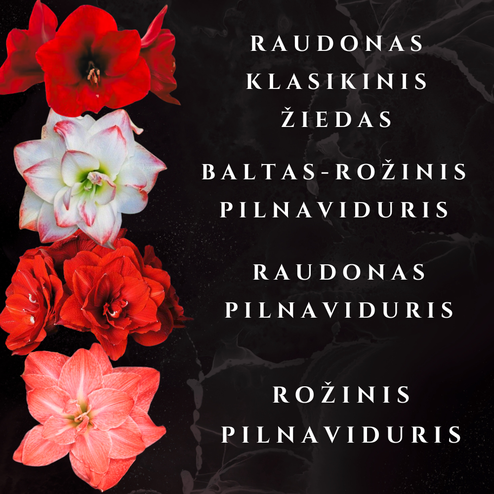 AMARILIS JUODA + AUKSAS XL
