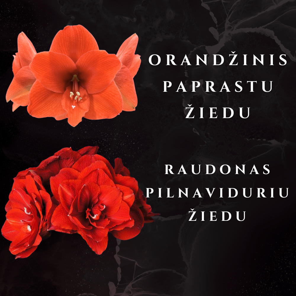 AMARILIS JUODAS + AUKSAS XXL