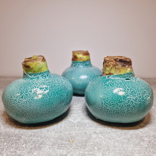 AMARILIS AQUA