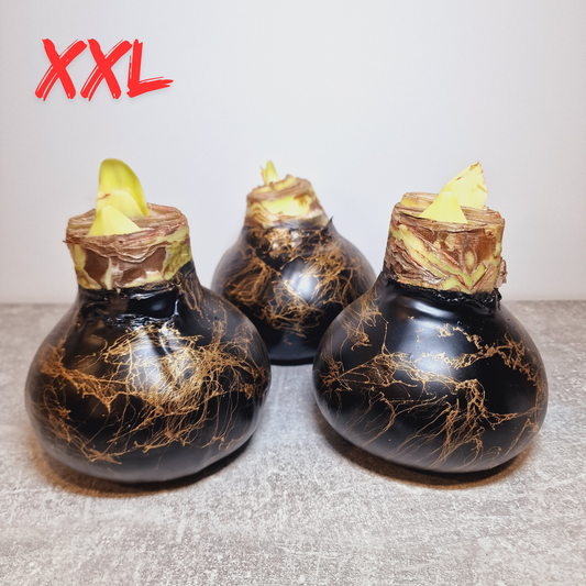 AMARILIS JUODAS + AUKSAS XXL (Ferrari žiedas)