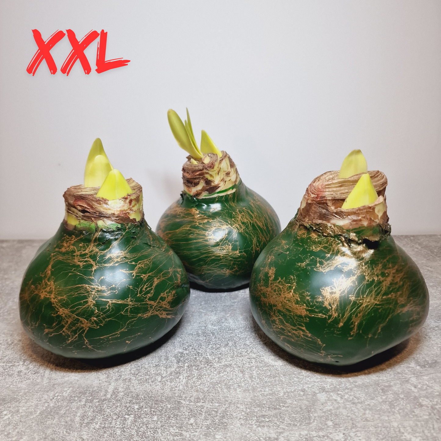 AMARILIS SMARAGDINIS + AUKSAS XXL