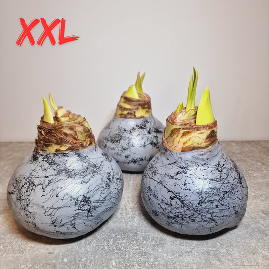 AMARILIS PILKAS XXL (Ferrari žiedas)