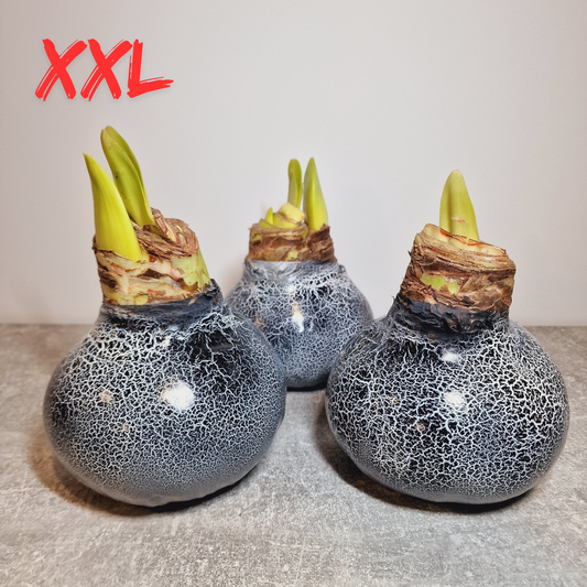AMARILIS JUODA / BALTA XXL (Ferrari žiedas)