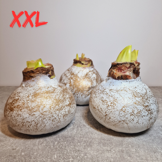 AMARILIS BALTAS + AUKSAS XXL (Ferrari žiedas)