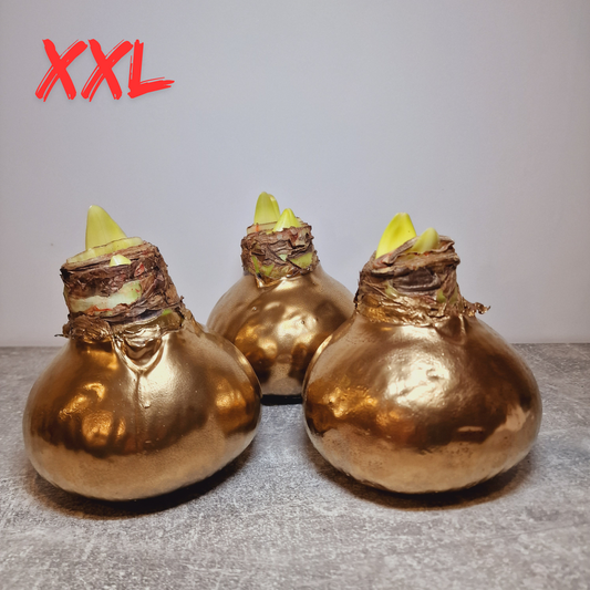 AMARILIS AUKSINIS XXL (Ferrari žiedas)