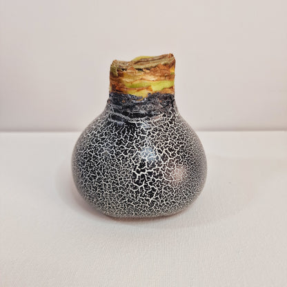 AMARILIS JUODA/BALTA