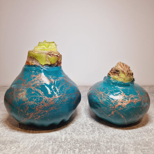 AMARILIS TURKIS + VARIS XXL