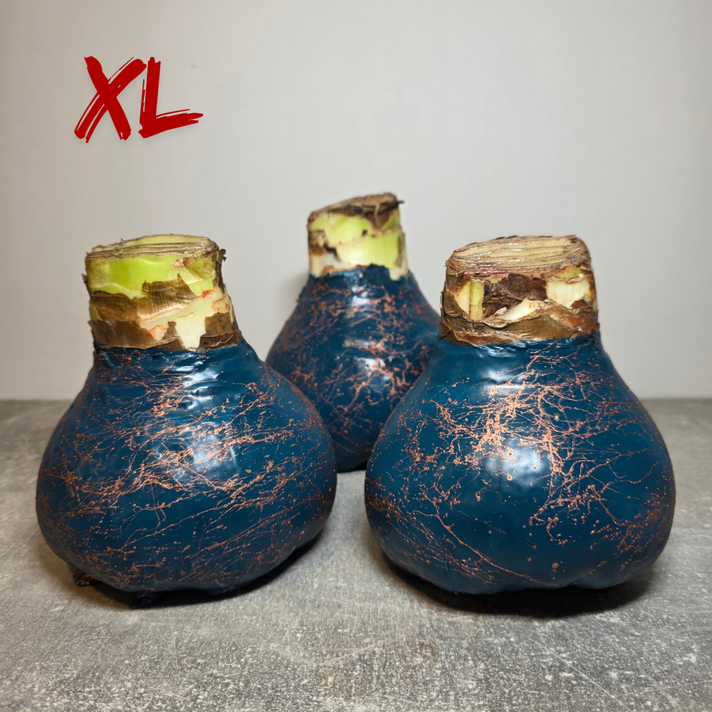 AMARILIS MĖLYNA + VARIS XL