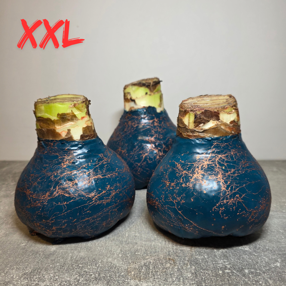AMARILIS MĖLYNA + VARIS XXL
