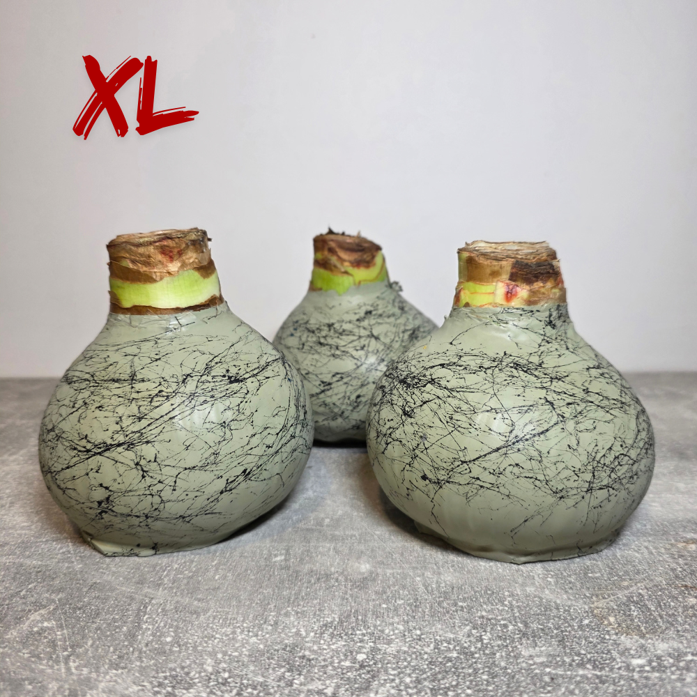 AMARILIS PILKAI ŽASLVAS + JUODA XL