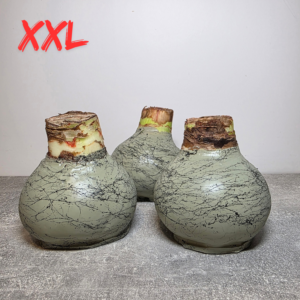 AMARILIS PIKLAI ŽALSVAS + JUODA XXL