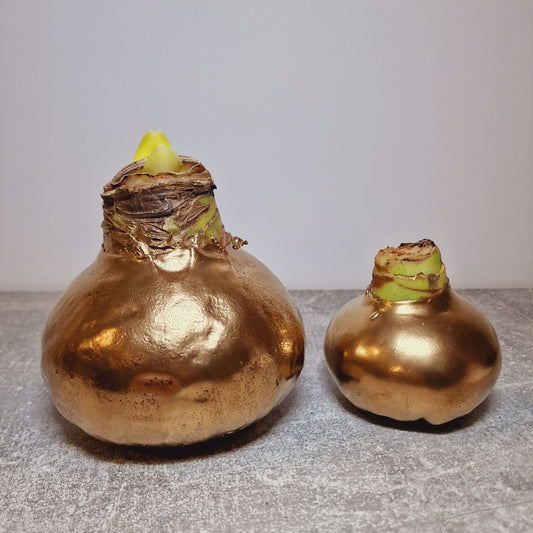 AMARILIS AUKSINIS XXL