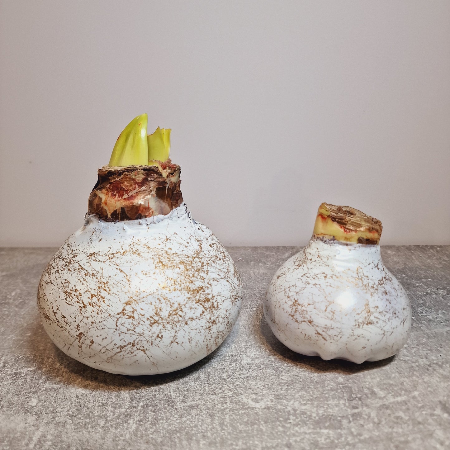 AMARILIS BALTAS + AUKSAS XXL