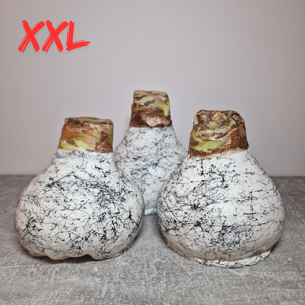 AMARILIS BALTA + JUODA XXL