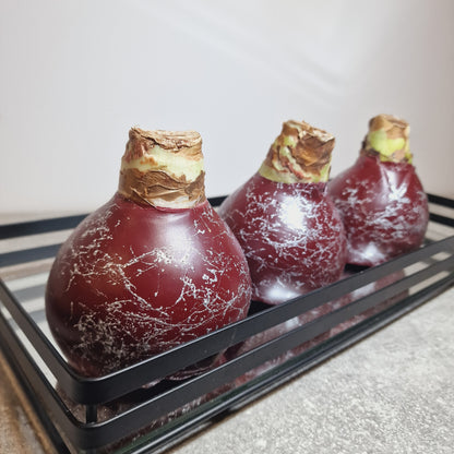 AMARILIS BURGUNDY + SIDABRAS