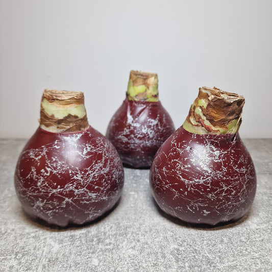 AMARILIS BURGUNDY + SIDABRAS