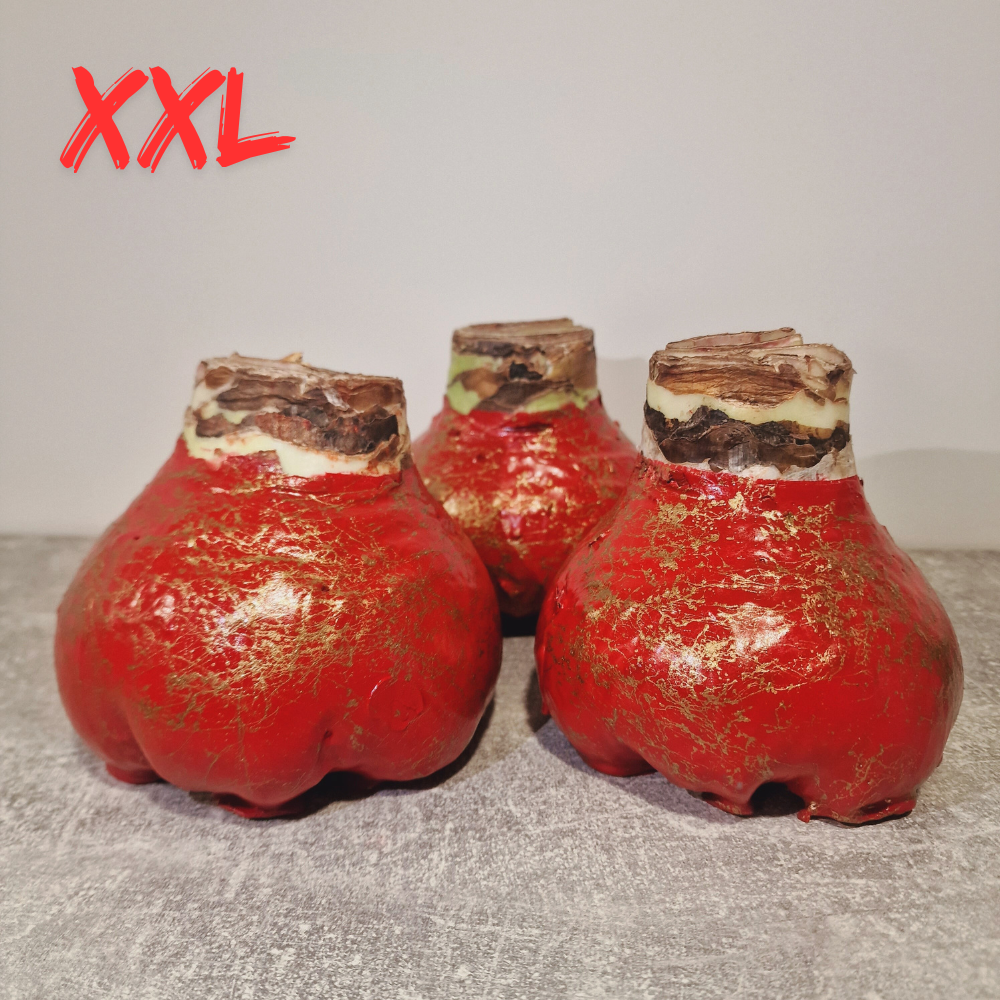 AMARILIS RAUDONA + AUKSAS XXL