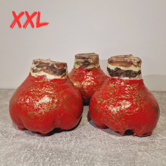 AMARILIS RAUDONA + AUKSAS XXL